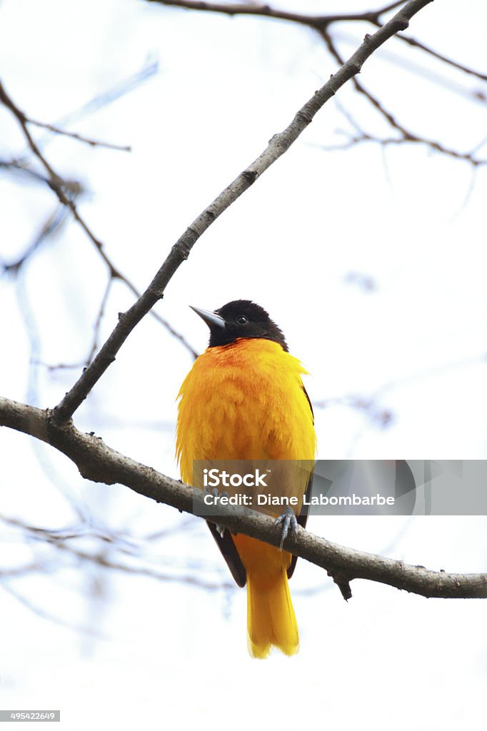 Baltimore, do Oriole em um galho - Foto de stock de Animais Machos royalty-free