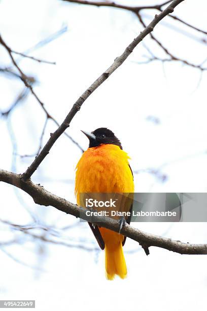 Foto de Baltimore Do Oriole Em Um Galho e mais fotos de stock de Animais Machos - Animais Machos, Ave canora, Cor Vibrante