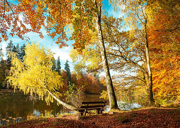 istock Beautiful autumn forest landscape. Fall in park 495435352