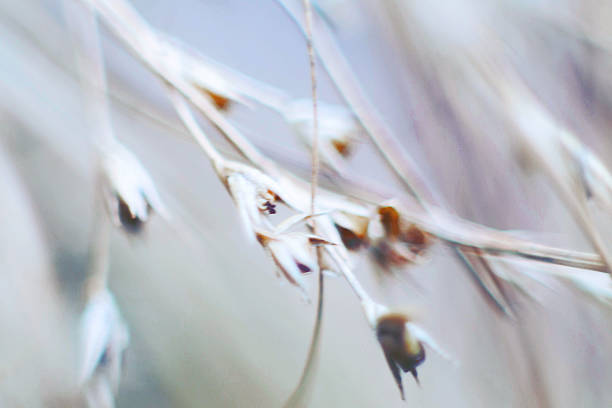 istock macro autumn grass in the forest 495435940