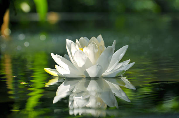 красота в природе - lotus water lily water flower стоковые фото и изображения