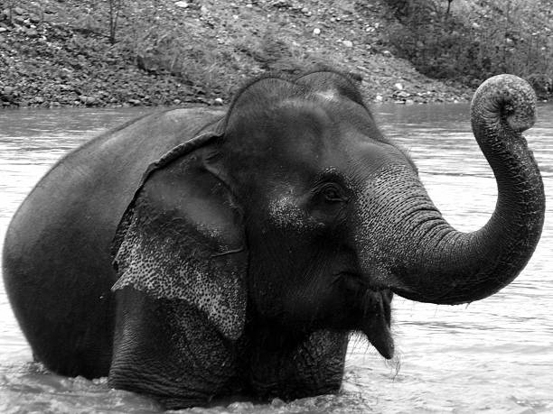istock Smiling Elephant bathing in the water 495437910