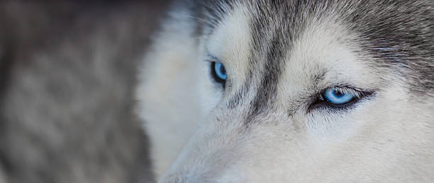 istock Close up on blue eyes of siberian dog 495437954