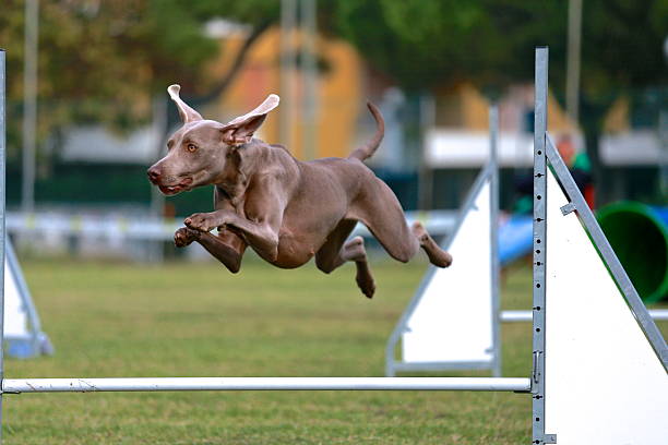 Flying dog stock photo