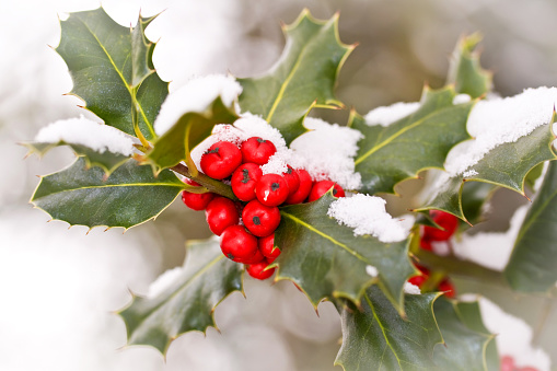 Close up od a branch of holly with red berries covered with snow