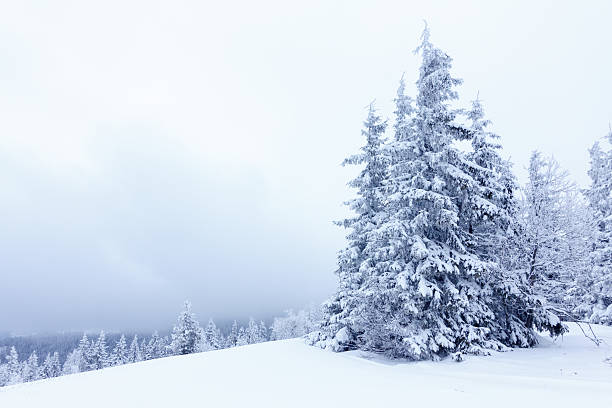 istock Spruce Tree Forest Covered by Snow in Winter Landscape 495439514