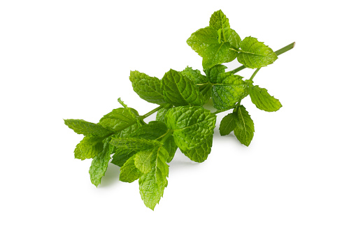 Sprig of garden mint isolated on white