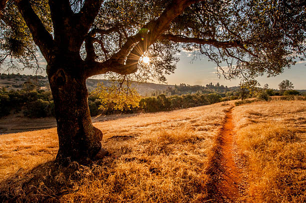 A trail leads off into a grassy meadow with a silhouetted Live Oak on the left.