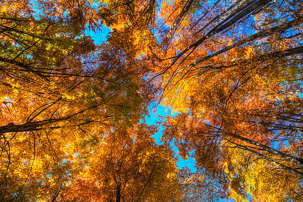 istock Colorful foliage in the trees 495452348