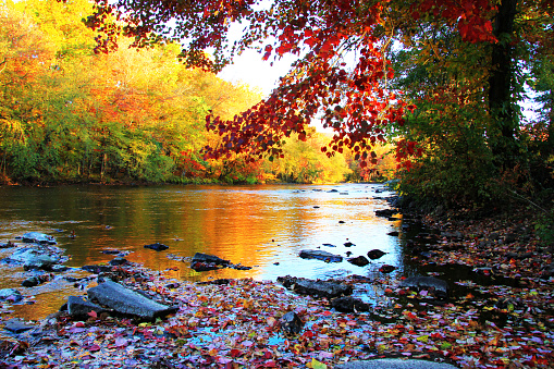 Autumn leaves changing colors and fallen into the Schuylkill river.