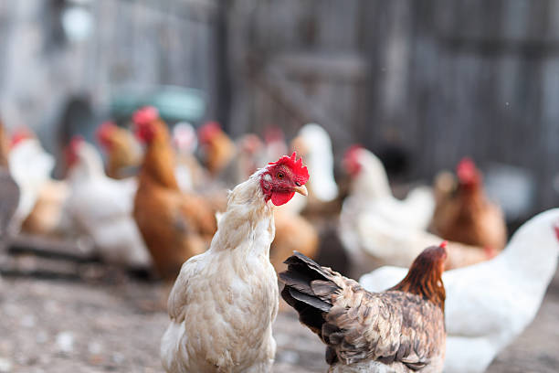 istock geese and chicken on the farm 495452830