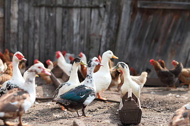 istock geese and chicken on the farm 495452878