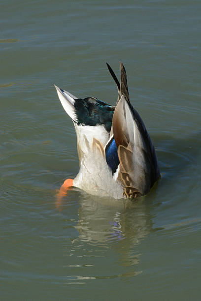 istock Diving Mallard Duck Drake 495453088
