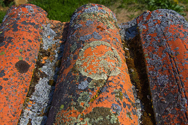 Old tiles detail wavy eaves, full of lichens and mosses - Detalle de viejas Tejas Onduladas en alero de tejado, llenas de Liquenes y Musgos