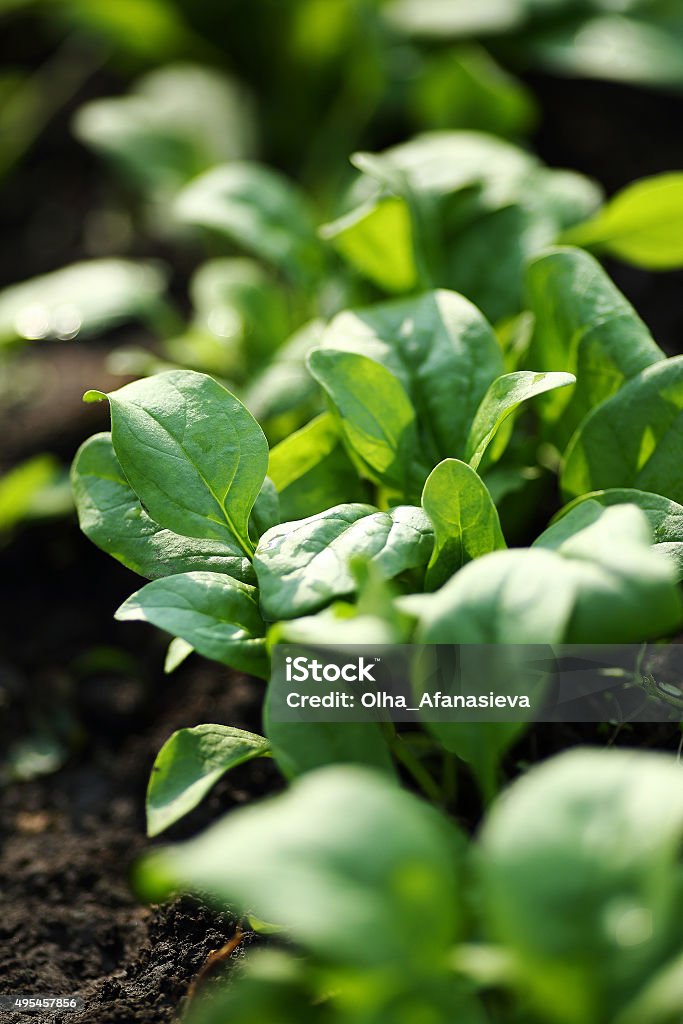 Beds of green spinach Beds of green spinach, spring Spinach Stock Photo