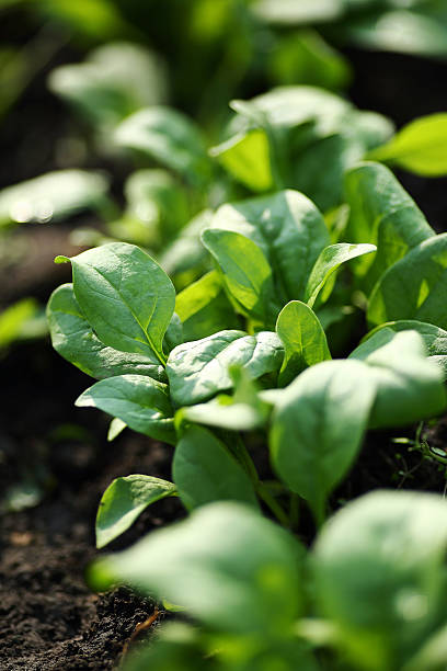 Beds of green spinach stock photo