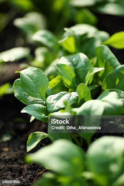 Beds Of Green Spinach Stock Photo - Download Image Now - Spinach, Growth, Agricultural Field