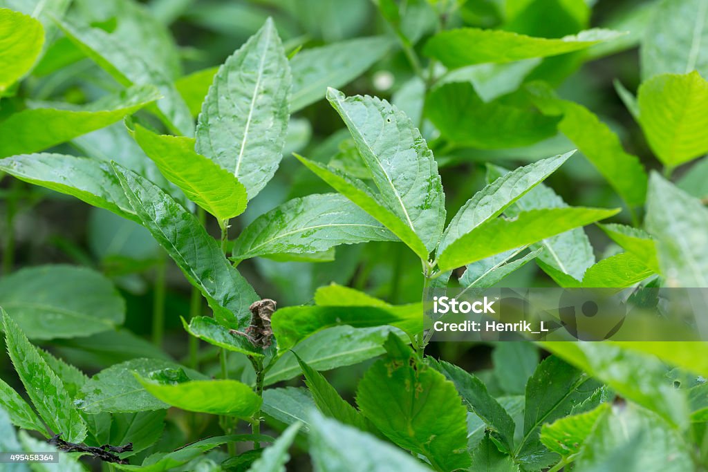 Dog's mercury, Mercurialis perennis Digital phot of dog's mercury, Mercurialis perennis. This plant belongs to the Euphorbiaceae family.  2015 Stock Photo