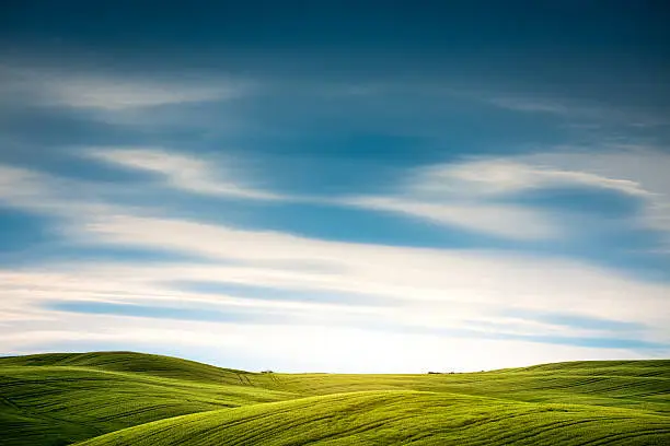 Green rolling wheat fields in Val D'orcia (Tuscany, Italy). 