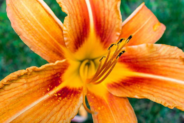 istock close up of orange day lily (hemerocallis) 495458940