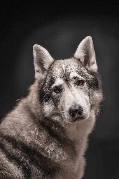 Portrait of a Tamaskan dog stock photo