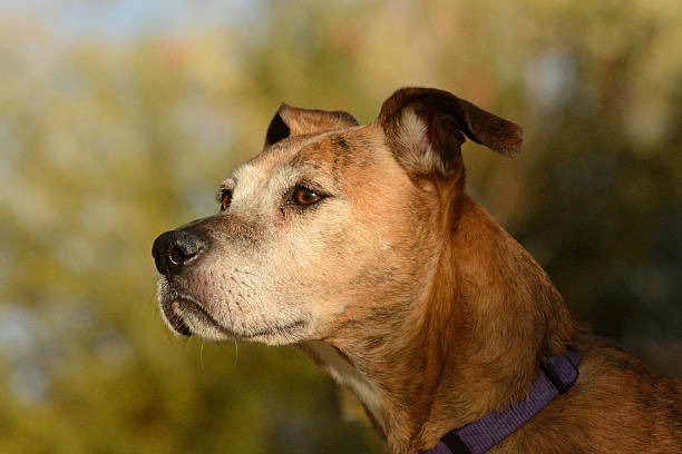 Portrait of Boxer mixed senior dog