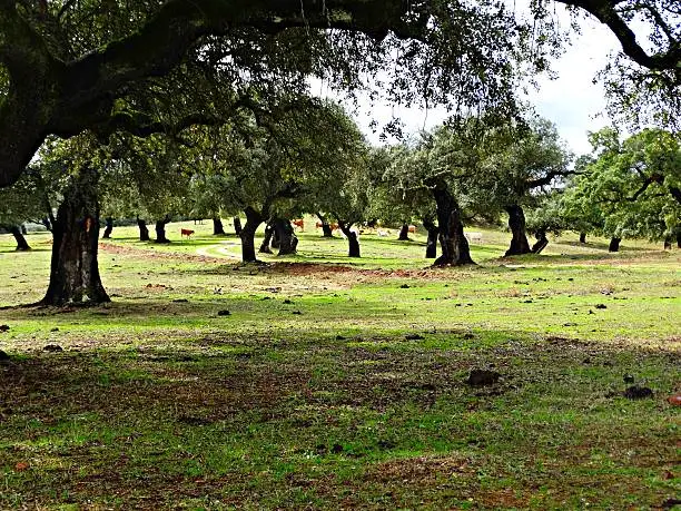 Dehesa de Extremadura in the area of Barcarrota next to the stinger swamp, a 100% ecological and natural rural environment.