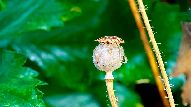 istock Boll poppy with drops of dew. 495459498