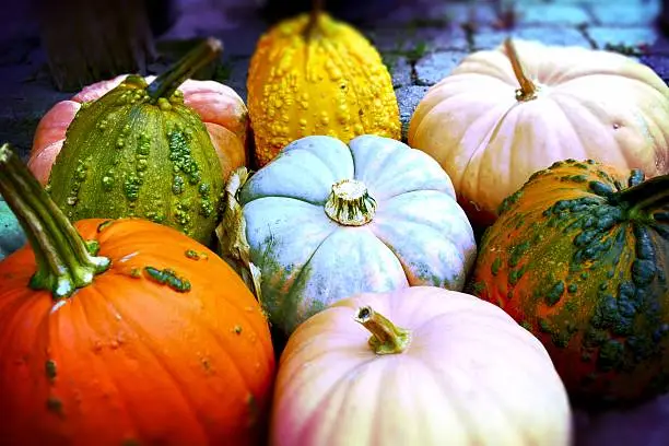 Photo of Pile of Pumpkins