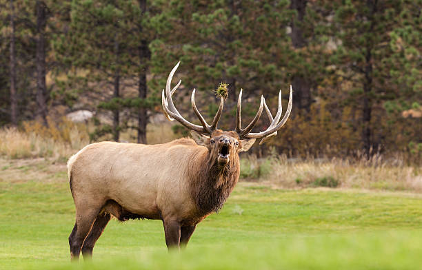 Bull Elk Bugling a big bull elk bugling in the rut bugling photos stock pictures, royalty-free photos & images