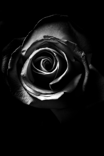 macro rose flower  in black and white