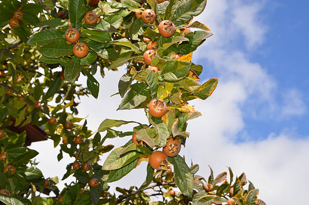 Ripe medlars on green tree Detail of green branch with ripe brown medlars. Blue sky with white clouds on the background. germanica mespilus mespilus germanica mispel stock pictures, royalty-free photos & images
