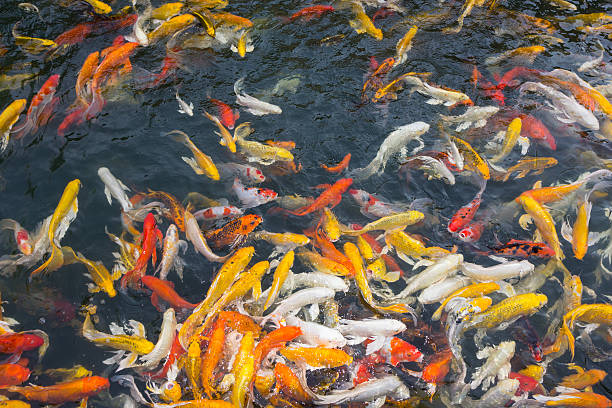 istock Koi fish swimming at pond 495467651