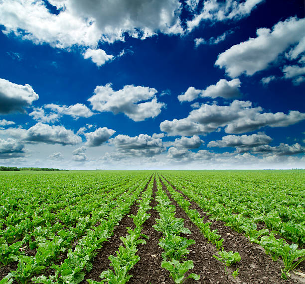 istock Sugar beet crops field, agricultural landscape 495468193