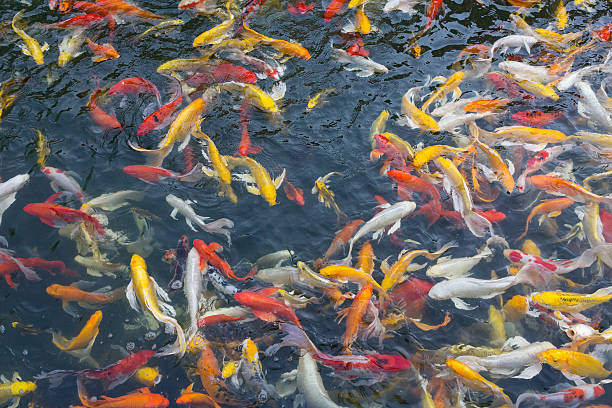 istock Koi fish swimming at pond 495468249