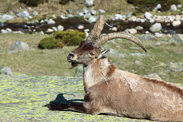 istock Barbary sheep or Mouflon, single animal standing on grass, mount 495468383