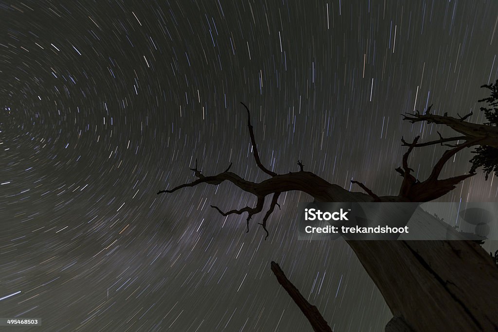 Wicked árvore de rastros de estrelas - Foto de stock de Assustador royalty-free