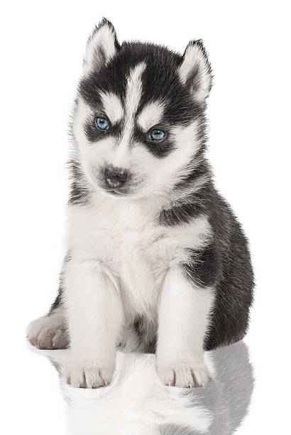 istock puppy Portrait - Husky 495468861