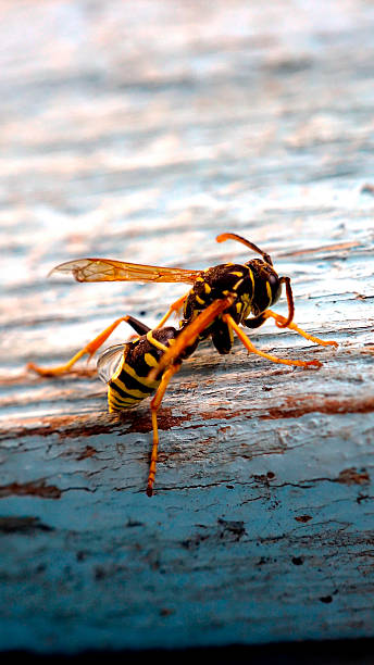 istock Wasp on a wooden bench. 495469060