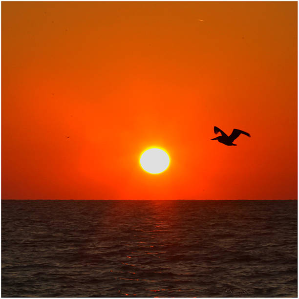 istock Pelican at Sunset 25695 495469372