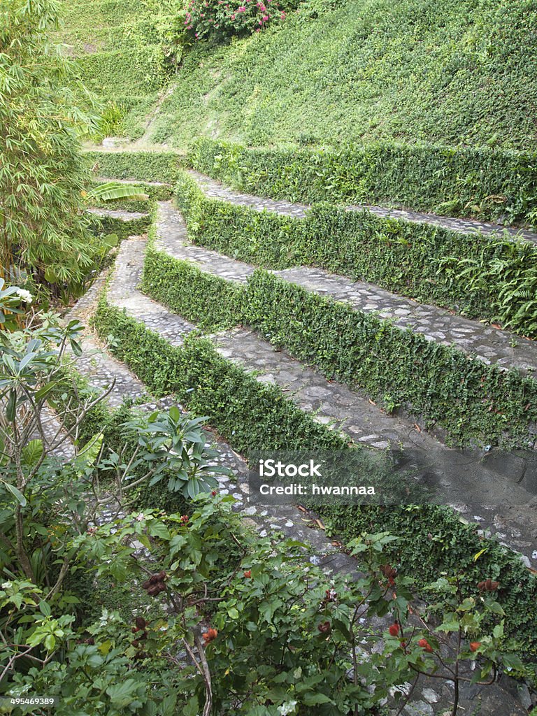 retaining wall step retaining wall with creeper plant Creeper Plant Stock Photo