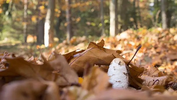 Edible mushroom in the autumn forest