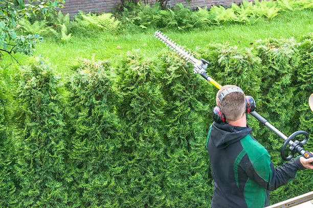 Professional hedges cutting with gasoline telescopic hedge trimmer.