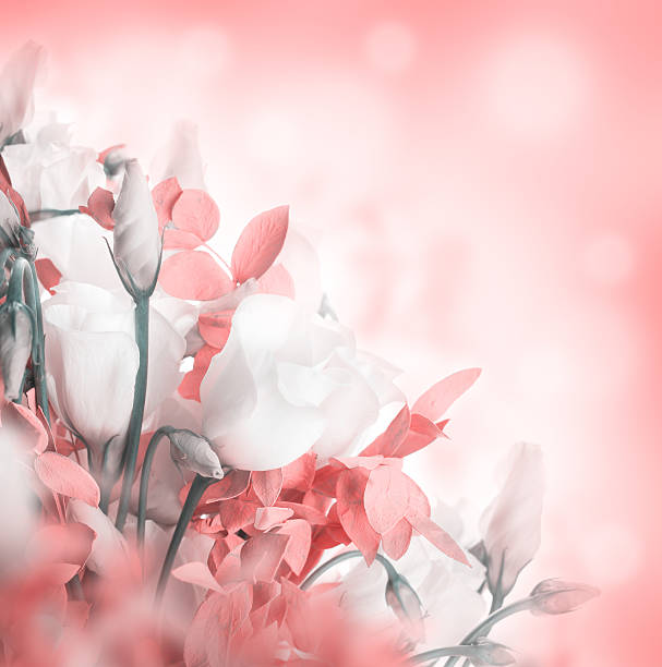 istock Bouquet of white and pink roses 495469879