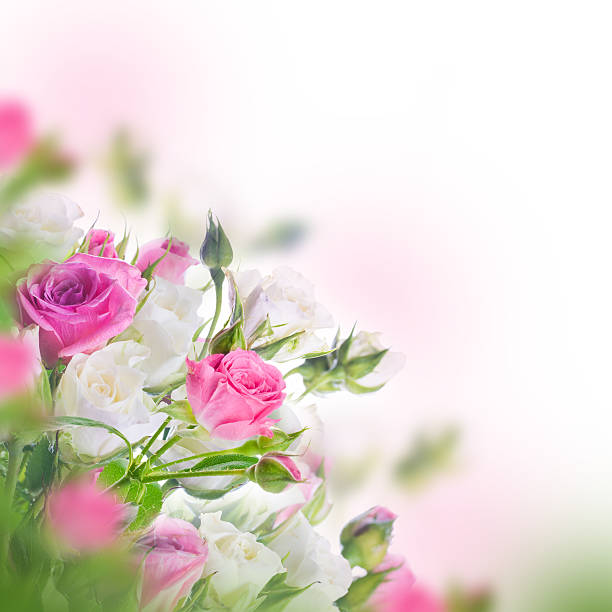 istock Bouquet of white and pink roses 495469883
