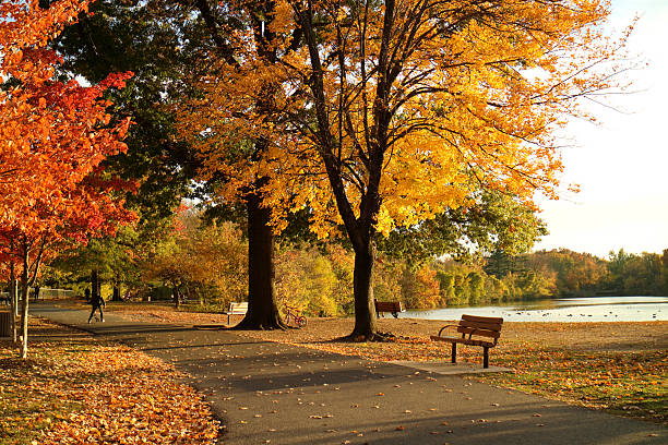 istock Autumn in the park at sunset along lake path way 495469972