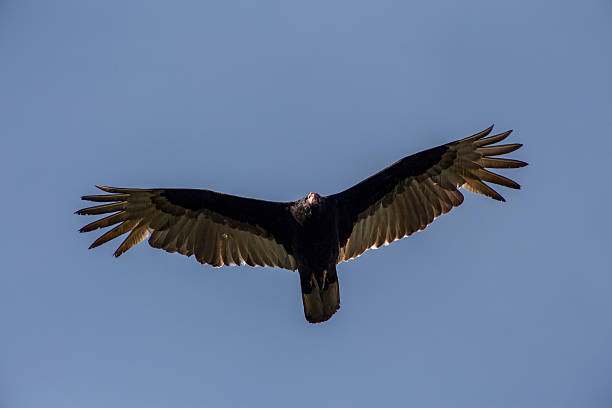 istock Turkey Vulture Flying low in the sky 495470069