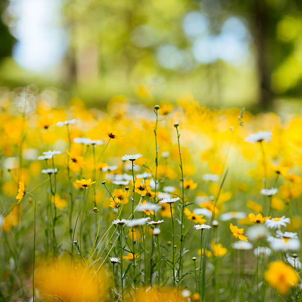 istock Yellow and white flowers 495470083