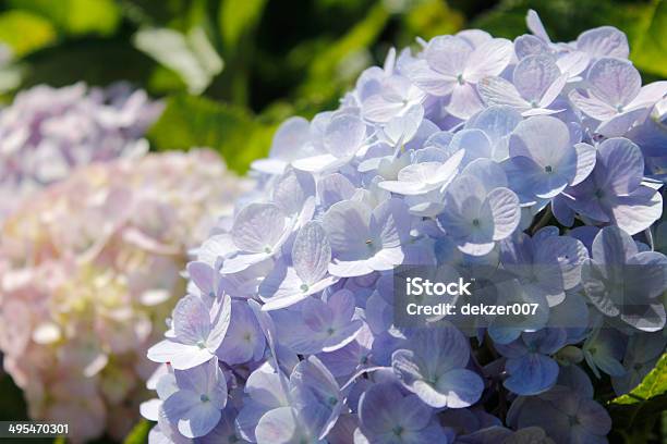 Hydrangea Or Hortensia Flower Stock Photo - Download Image Now - Aromatherapy, Beauty, Beauty In Nature