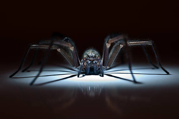 huge spider in ambush huge poisonous spider hiding in ambush spider with prey stock pictures, royalty-free photos & images